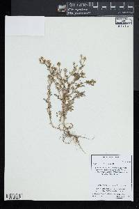 Matricaria discoidea image