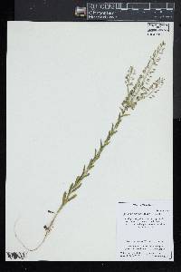 Lepidium campestre image