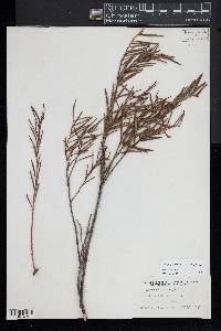 Andromeda polifolia var. latifolia image