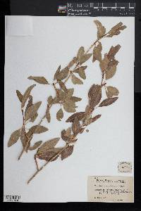 Populus angustifolia image