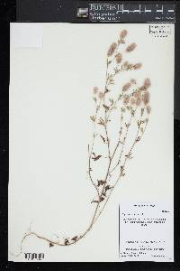 Trifolium arvense image