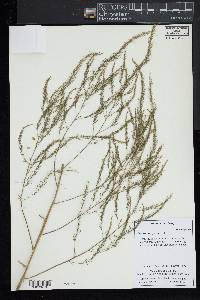 Asparagus officinalis image