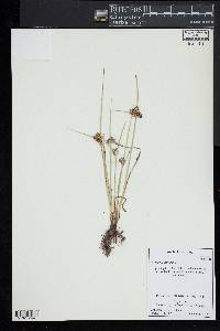 Cyperus difformis image