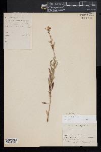 Oenothera perennis image