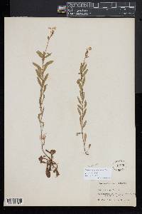 Oenothera perennis image