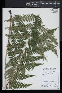 Dryopteris goldieana image