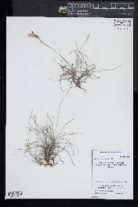 Tillandsia recurvata image