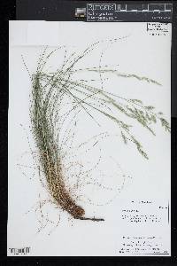 Festuca rubra image