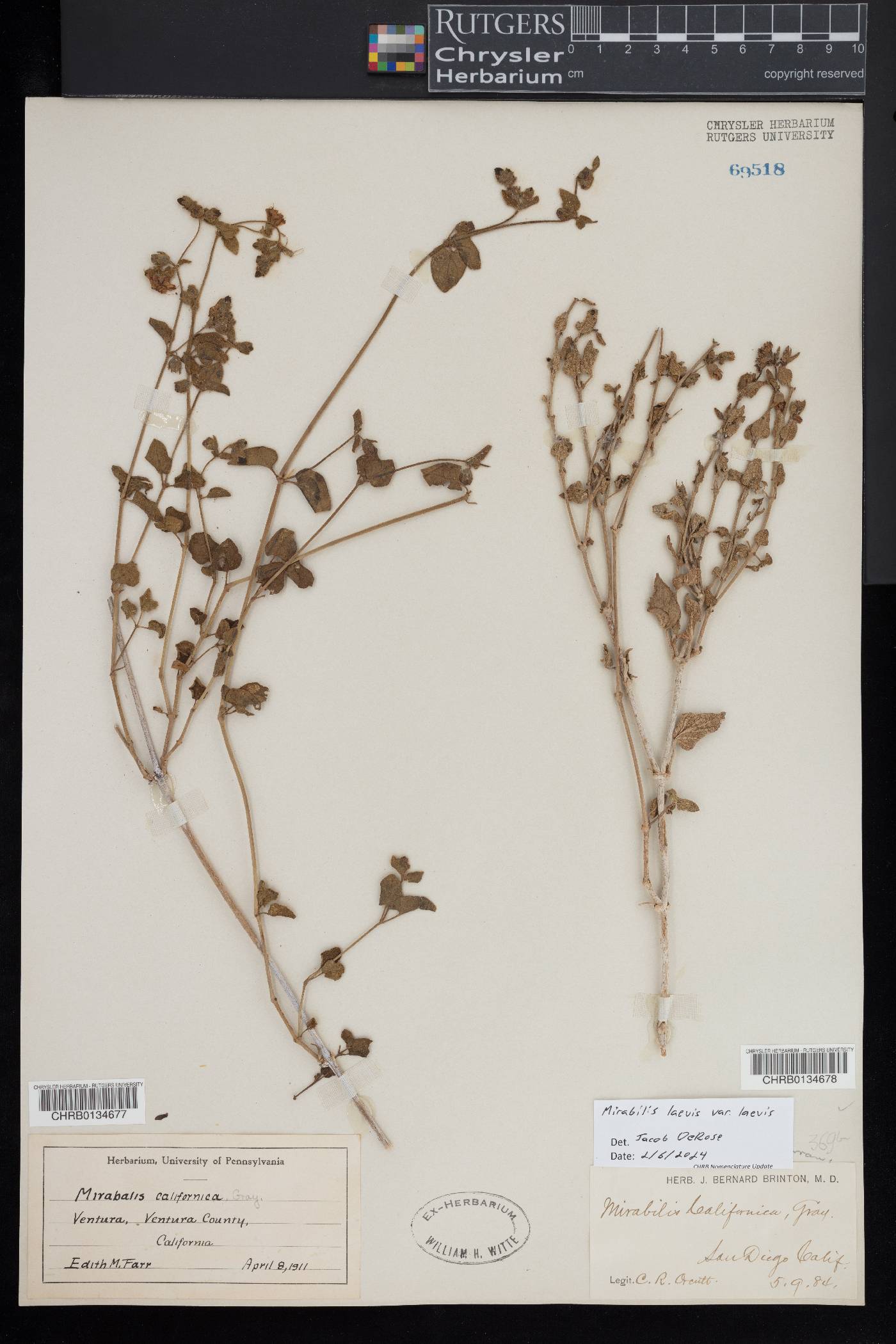 Mirabilis laevis var. laevis image