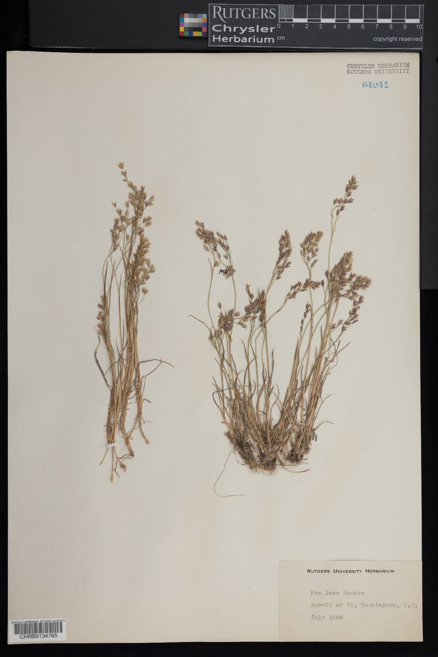 Poa laxa image