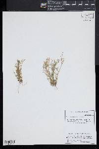 Cerastium semidecandrum image