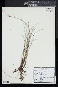 Carex exilis image