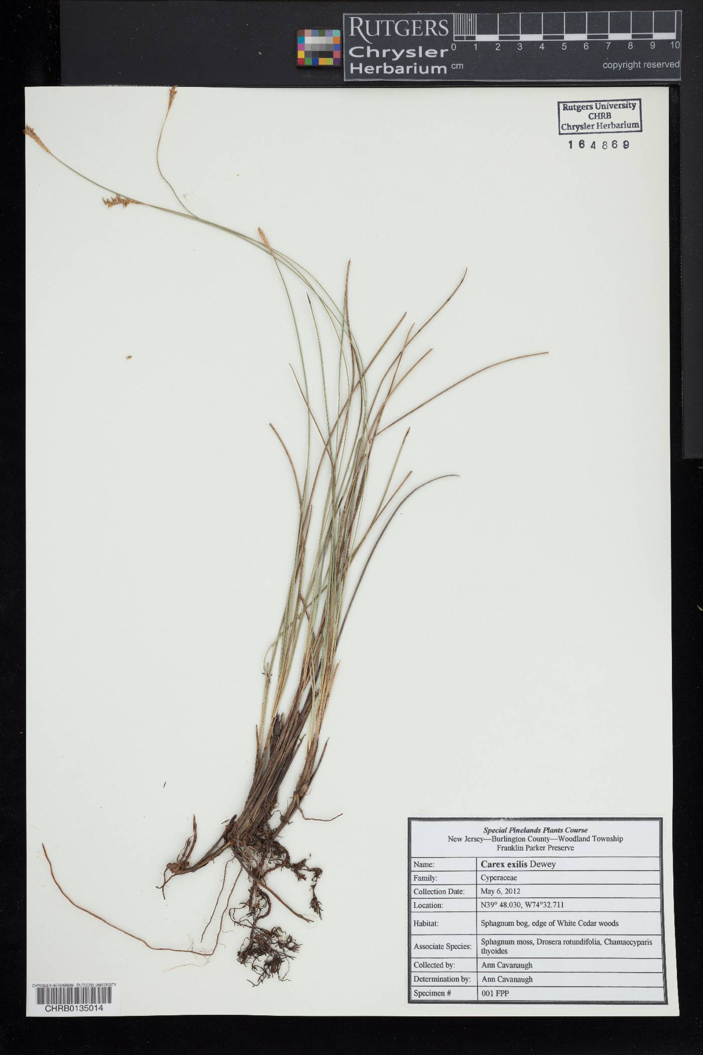 Carex exilis image