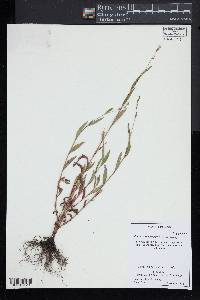 Persicaria hydropiper image