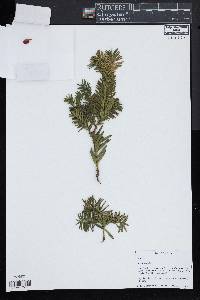 Taxus baccata image