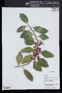 Ilex cornuta image