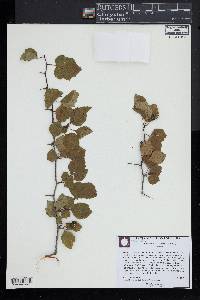 Crataegus uniflora image