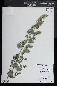 Nepeta cataria image