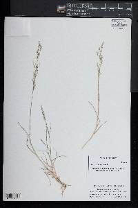 Agrostis capillaris image