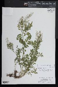 Cardamine impatiens image