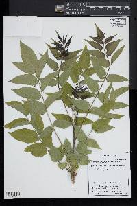 Ailanthus altissima image