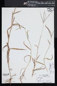 Digitaria ischaemum image