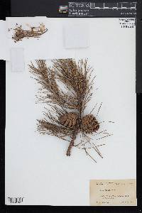 Pinus rigida image