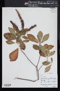 Clethra alnifolia image