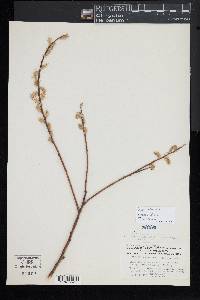 Salix petiolaris image