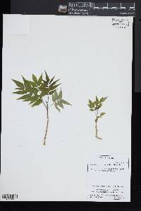 Ailanthus altissima image