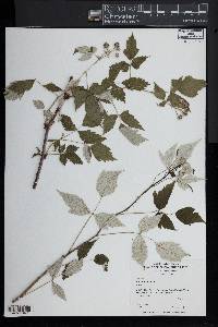 Rubus occidentalis image