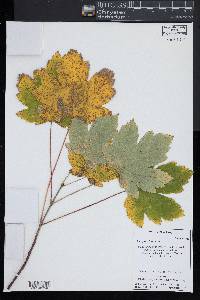 Acer pseudoplatanus image