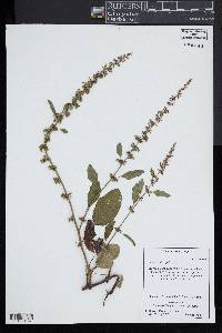 Rumex obtusifolius image