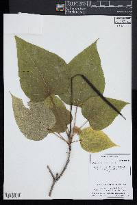 Catalpa bignonioides image