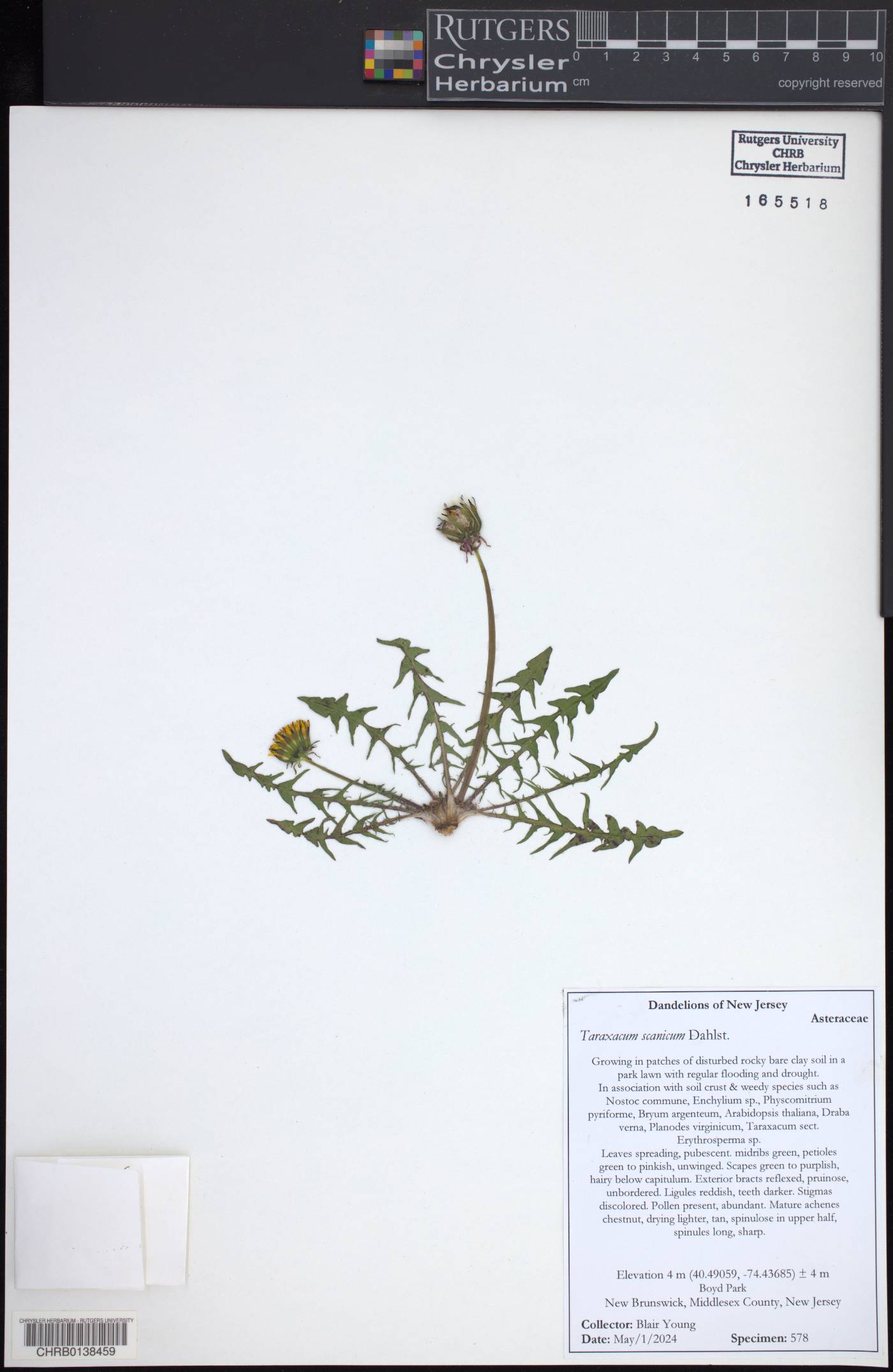 Taraxacum laevigatum image