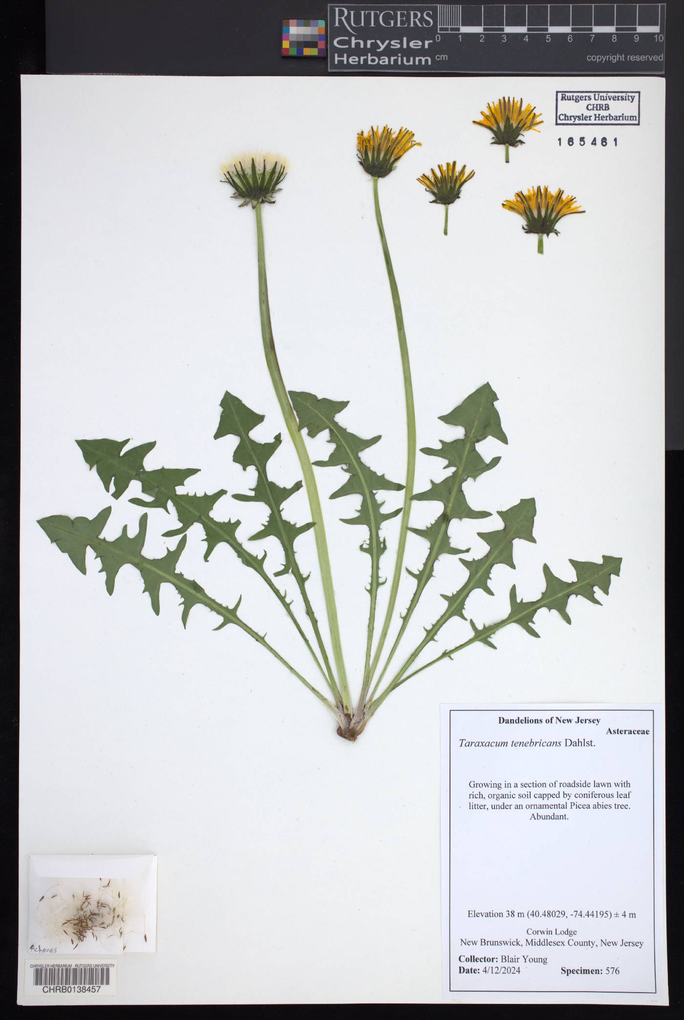 Taraxacum tenebricans image