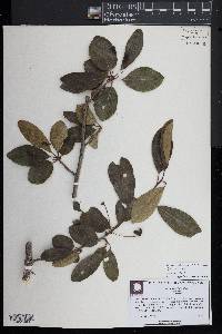 Nyssa sylvatica var. biflora image