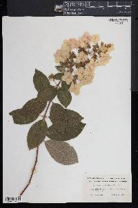 Hydrangea paniculata image