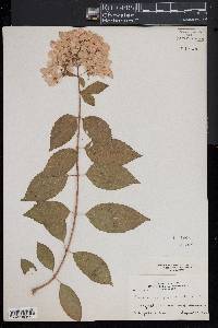 Hydrangea paniculata image