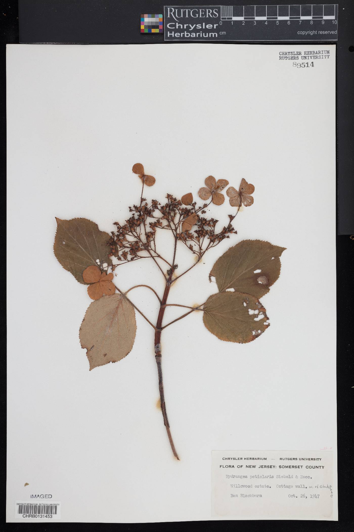 Hydrangea petiolaris image