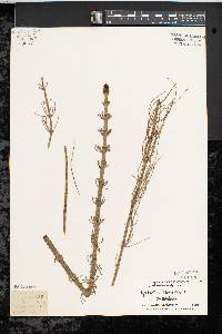 Equisetum fluviatile image