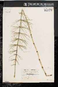 Equisetum fluviatile image