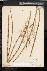 Equisetum fluviatile image