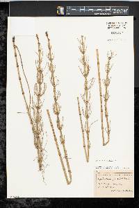 Equisetum fluviatile image