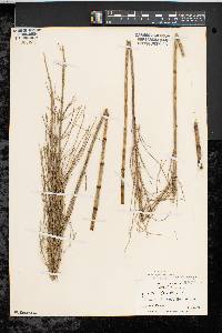 Equisetum fluviatile image