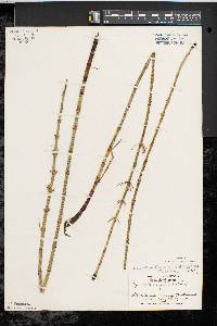 Equisetum fluviatile image