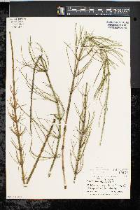 Equisetum fluviatile image