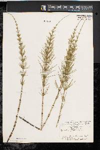 Equisetum fluviatile image