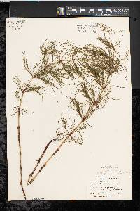 Equisetum sylvaticum image