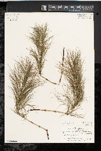 Equisetum sylvaticum image